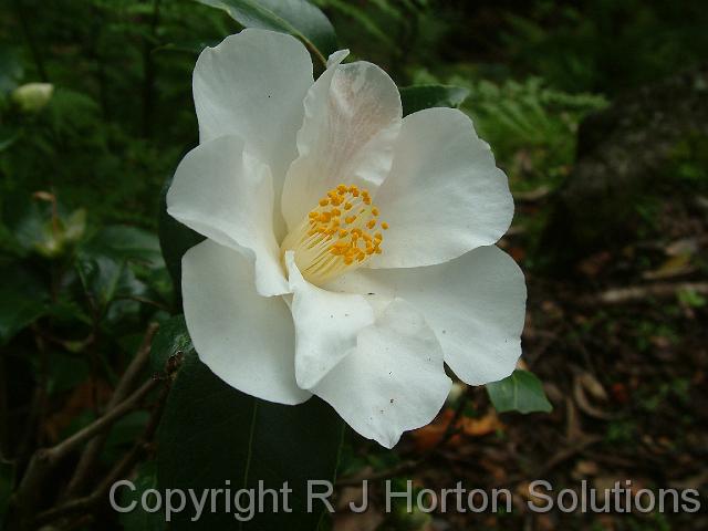 Camellia Dr Colion Crisp